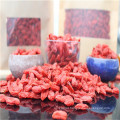 Goji berry in fruit extract Bulk goji berries wholesale goji berry for sale